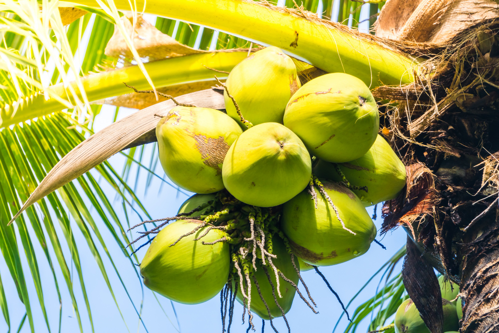 Coconut